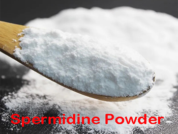 Does Spermidine Powder Actually Work?